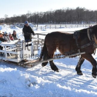 冬に馬と触れ合おう　ふれあいホースパーク【釧路市】(2024-02-06)