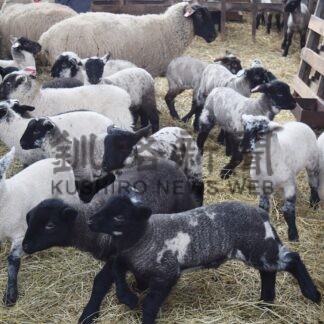 出産シーズン終盤、子羊すくすく成長　町育成牧場【標茶】(2024-03-16)