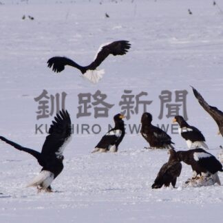 ワシの今季最大飛来数は６９１羽　５年平均値に比べ２３５羽減【根室】(2024-03-03)