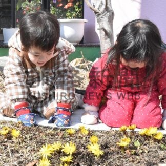 フクジュソウ開花に園児歓声　ひぶな幼稚園【釧路市】(2024-03-20)