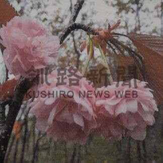 「釧路八重」をアピール　桜育ての親実行委、５月イベント【釧路市】_1(2024-03-13)