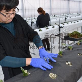 イチゴ栽培本格スタート　阿寒の夢の杜ファーム、和紙マルチ試験的に採用【釧路市】(2024-03-15)