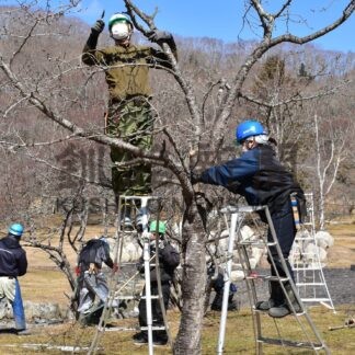 別保公園の桜の木に手入れ　造園組合がボランティア【釧路町】(2024-04-04)