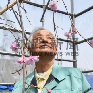 ヤエベニシダレザクラが開花　阿寒休養村内で【釧路市】(2024-05-01)