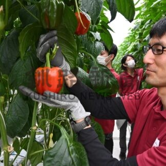 大和証券Ｇ子会社　釧路のパプリカ会社に出資【釧路市】(2024-04-17)