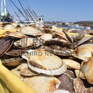 ホタテ漁初水揚げ　新漁場、初日数量前年上回る【根室】(2024-04-02)