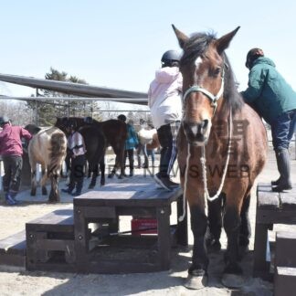 馬と気軽に触れ合って　２０日から「ホースパーク」営業【釧路市】(2024-04-09)