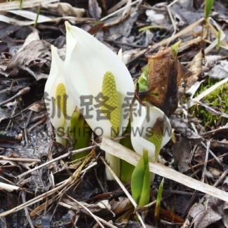 ポー川史跡自然公園開園 ２９日今季営業開始【標津】(2024-04-21)