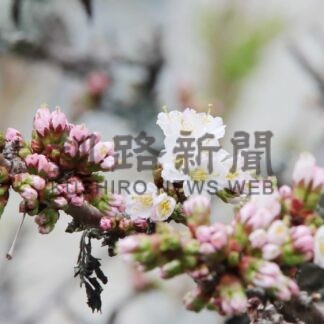 チシマザクラ開花　根室振興局前庭【根室】(2024-04-29)