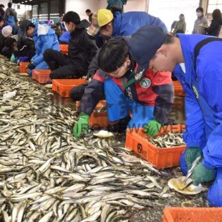 人工授精で資源増殖　野付中、漁協でチカの採卵実習【別海】(2024-04-17)