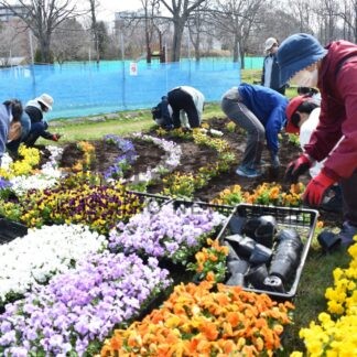 市民３４００株植栽、会場彩る　くしろチューリップフェア２５日開幕【釧路市】(2024-05-06)