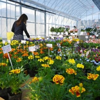 春の花々や野菜苗１００種　パープル園芸市【釧路町】(2024-05-05)