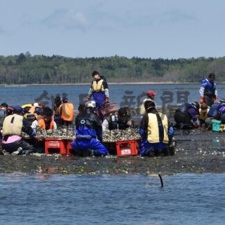 アサリ学習、産業知って魅力発信　散布小中が潮干狩りや稚貝まき【浜中】(2024-05-26)