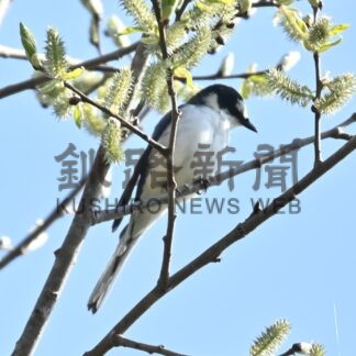 春採湖に迷鳥　サンショウクイ飛来【釧路市】(2024-05-10)