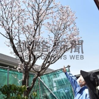 緑陵中時代のサクラ満開　引っ越し先で今年も色鮮やかに【釧路市】(2024-05-08)