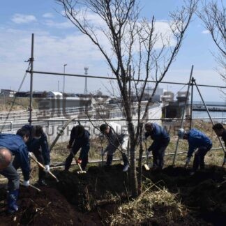「日本一遅咲きの並木」千島桜を植樹　歯舞地区マリンビジョン協【根室】(2024-05-16)