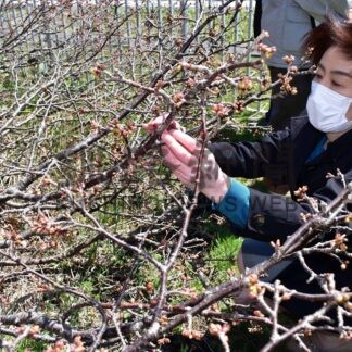 根室のサクラ９日にも　市と市観光協会観測開始【根室】(2024-05-02)