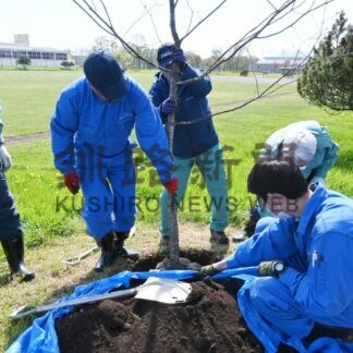 ドングリの実 育って　公園にミズナラ５本植樹【釧路市】(2024-05-28)