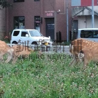 エゾシカ交通事故最多７９１件　「人なれ」の不安も【釧路市】_1(2024-05-07)