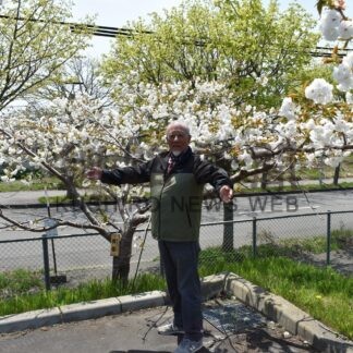 東雲小の白い八重桜満開【釧路市】(2024-05-20)