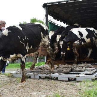 丈夫に大きく育って　新野牧場、育成牛一斉に入牧【釧路市】(2024-05-29)