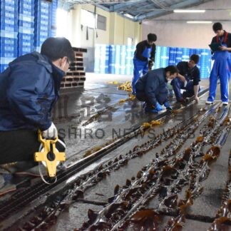 前浜コンブ着生、生育振るわず　歯舞漁協が資源調査【根室】(2024-05-17)