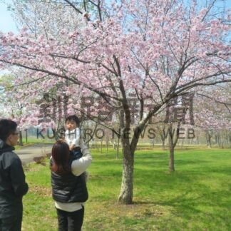 音別で春見頃　キャンプ場で一斉に桜開花【釧路市】(2024-05-04)