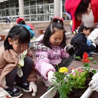 お花きれいに咲いて　大楽毛小児童、苗３００株移植【釧路市】(2024-05-30)