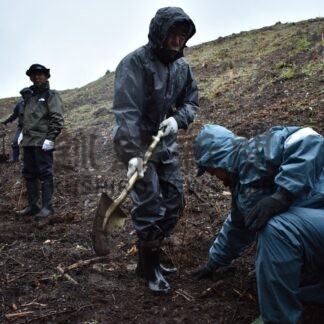 クリーンラーチの森造成　塘路市有林に植樹【標茶】_1(2024-05-22)