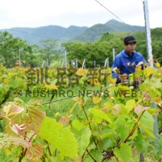 弟子屈に国内最東端ワイナリー誕生【弟子屈】(2024-06-21)