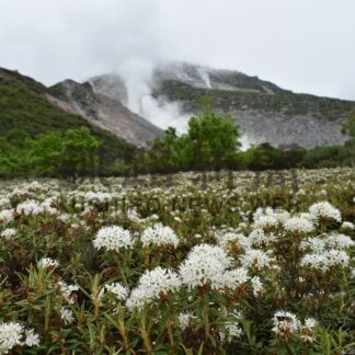 エゾイソツツジが見頃　硫黄山の麓で大群落【弟子屈】(2024-06-15)