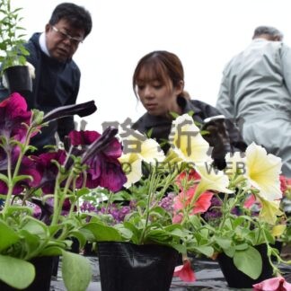 観光客 花でもてなし　標茶高生ら釧路空港線で植栽【釧路市】(2024-06-26)