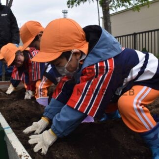 種芋「大きくなあれ」　防火農園で園児ら植え込み【根室】(2024-06-02)