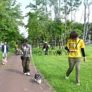複数の犬と飼い主散歩　トレーナーがしつけ指導【釧路市】(2024-06-25)