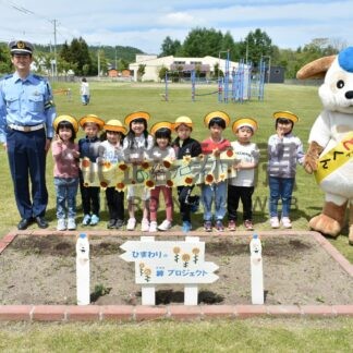 ヒマワリに事故防止願い　鶴居保育園が種まき【鶴居】(2024-06-05)