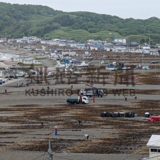サオマエコンブ漁始まる　初水揚げ、資源不足も活気【厚岸】(2024-06-16)