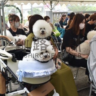 飼い主らペットの健康願う　鳥取神社境内に愛犬たちが集合【釧路市】(2024-07-06)