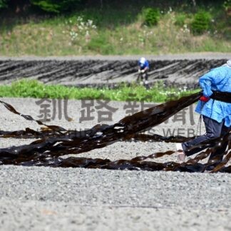 釧路管内の成コンブ漁解禁　悪天候などで４日遅れの出漁【釧路町】(2024-07-06)