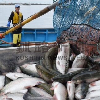 トラウトサーモン海面養殖１．４㌧水揚げ【釧路市】(2024-08-30)
