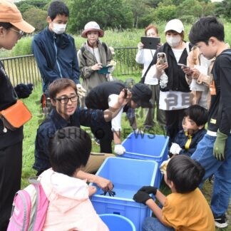 外来ウチダザリガニ 生態は　春採湖で捕獲体験教室【釧路市】(2024-08-23)