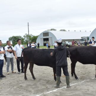 繁殖牛の美しさ競う　和牛共進会、47頭出品【釧路市】(2024-08-06)