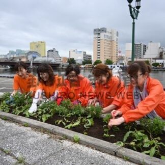 釧路川左岸にサルビア４００株植栽　釧商女性会【釧路市】(2024-08-29)