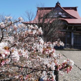 清隆寺本堂 国文化財に正式登録　国後島産木材使用【根室】(2024-08-23)