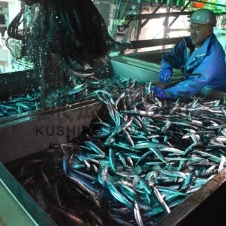 根室でサンマ初水揚げ　棒受け網漁、花咲港に６７㌧【根室】(2024-08-17)