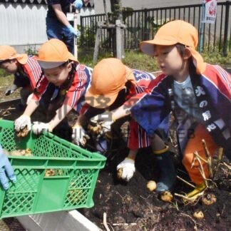 大きなジャガイモ取れたよ　防火農園で園児ら収穫【根室】(2024-08-27)