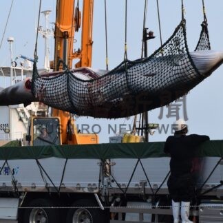クジラ１頭初水揚げ　釧路沖で商業捕鯨【釧路市】(2024-08-22)