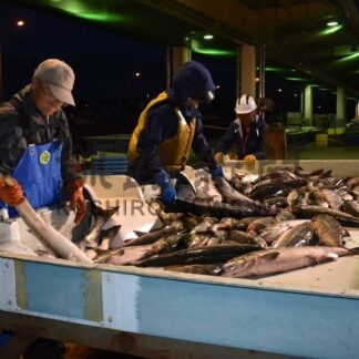 秋サケ資源回復へ方針　検討会議提言、道が公表【札幌】(2024-09-12)