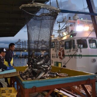 標津で秋サケ初水揚げ　出足低調、今後に期待【標津】(2024-09-10)