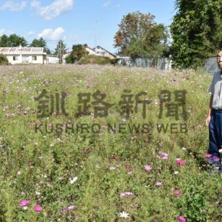 秋の訪れ、コスモス見頃【標茶】(2024-09-21)