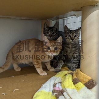 ペットの適正飼育呼び掛け　きょうから動物愛護週間【釧路市】(2024-09-20)